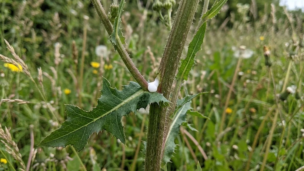Close-up of wild lettuce stem and milky latex for plant identification