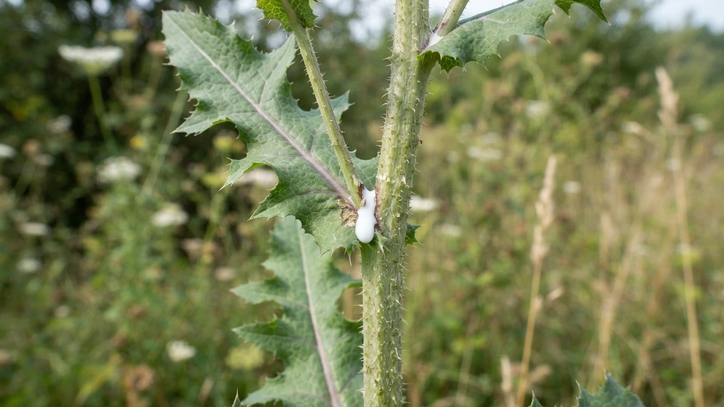 Close-up of wild lettuce stem showing milky sap for identification context